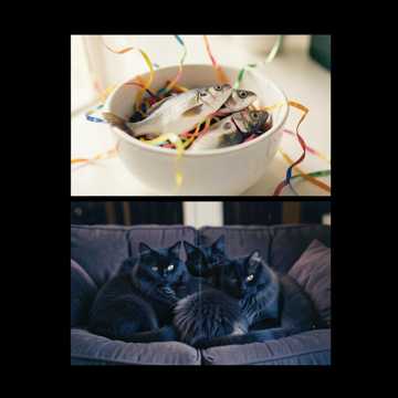 Днюха у кота))