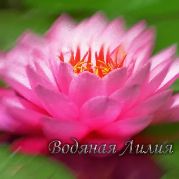 Водяная лилия