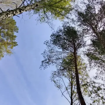 Бас в тишине